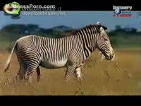 Wild animals have a fun fucking in the savanna